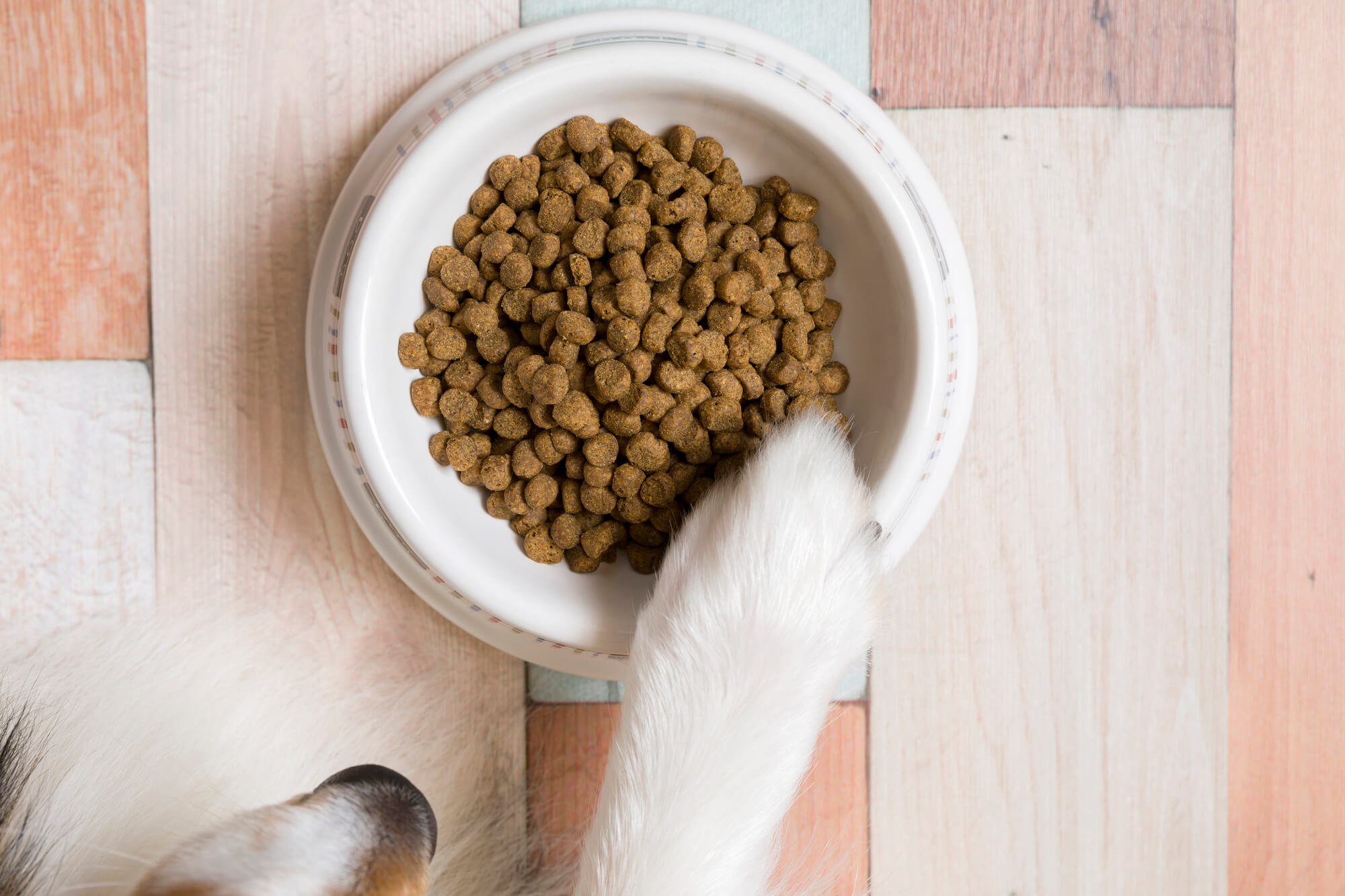 キアオラのドッグフードの種類